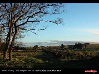 Timaru of Spring – shot in Organic farm  在 Timaru 交換食宿的有機農場初春景色 
