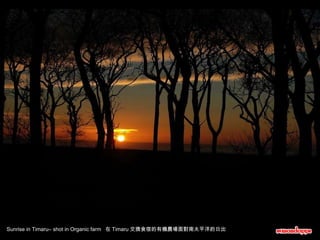Sunrise in Timaru– shot in Organic farm  在 Timaru 交換食宿的有機農場面對南太平洋的日出 