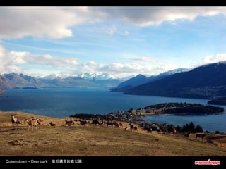 Queenstown – Deer park  皇后鎮旁的鹿公園 
