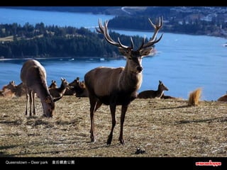 Queenstown – Deer park  皇后鎮鹿公園 