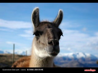 Queenstown Deer park  - Llama  皇后鎮鹿公園的美洲駝 