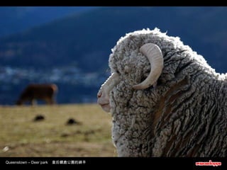 Queenstown – Deer park  皇后鎮鹿公園的綿羊 