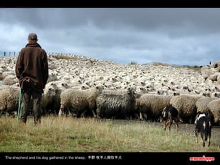 The shepherd and his dog gathered in the sheep.  羊群 牧羊人與牧羊犬 