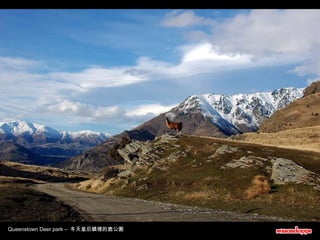 Queenstown Deer park –  冬天皇后鎮裡的鹿公園 