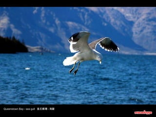 Queenstown Bay - sea gull  皇后鎮灣 - 海歐 