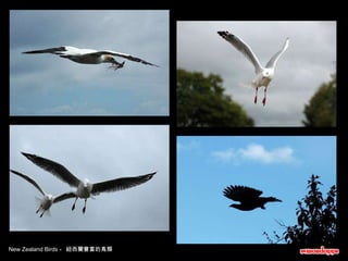 New Zealand Birds -  紐西蘭豐富的鳥類 