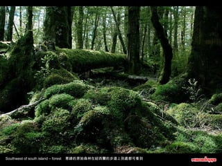 Southwest of south island – forest  葱綠的原始森林在紐西蘭的步道上到處都可看到 