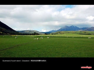 Southwest of south island – Grassland  典型的紐西蘭牧地風光 
