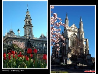 Dunedin –  初春的但尼丁城市 
