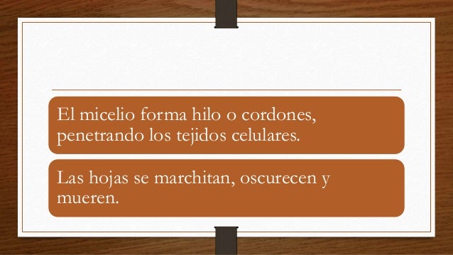 El medio contra el hongo de las uñas y la profiláctica