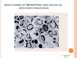 NUEVO CAMINO DE 'MICROPTOSIS' PARA ATACAR LAS
INFECCIONES PARASITARIAS
 Carlosalamehb
23/01/2016
 