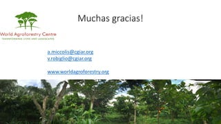 Muchas gracias!
a.miccolis@cgiar.org
v.robiglio@cgiar.org
www.worldagroforestry.org
 