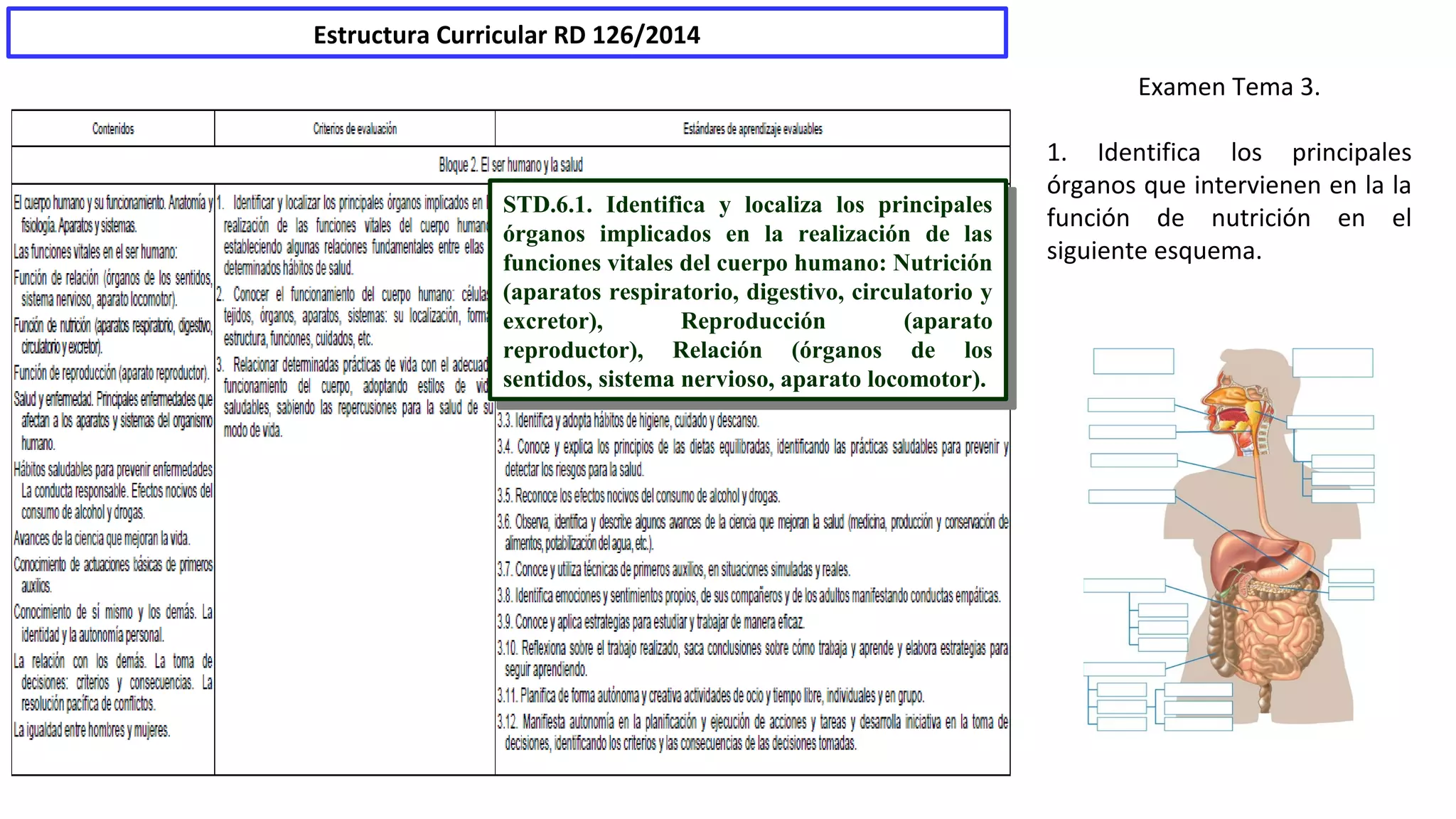 Examen Tema 3. 
1. Identifica los principales 
órganos que intervienen en la la 
función de nutrición en el 
siguiente esquema. 
Estructura Curricular RD 126/2014 
STD.6.1. Identifica y localiza los principales 
órganos implicados en la realización de las 
funciones vitales del cuerpo humano: Nutrición 
(aparatos respiratorio, digestivo, circulatorio y 
excretor), Reproducción (aparato 
reproductor), Relación (órganos de los 
sentidos, sistema nervioso, aparato locomotor). 
STD.6.1. Identifica y localiza los principales 
órganos implicados en la realización de las 
funciones vitales del cuerpo humano: Nutrición 
(aparatos respiratorio, digestivo, circulatorio y 
excretor), Reproducción (aparato 
reproductor), Relación (órganos de los 
sentidos, sistema nervioso, aparato locomotor). 
 