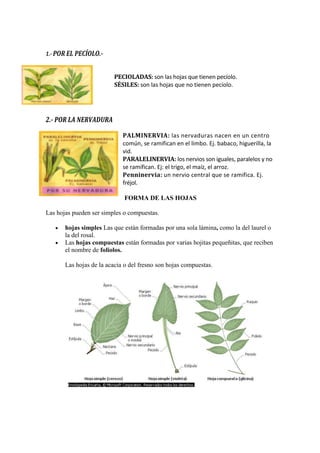 Nuevo Documental De Las Hojas