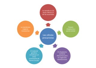 Su tamaño es 10
veces inferior al
de las eucariotas

La membrana
originan
mesosomas

Poseen
citoplasma y
pared celular

Las células
procariotas

El material
genético
constituye un
único
cromosoma de
forma circular

El citoplasma
contiene
ribosomas pero
no orgánulos
membranosos

 