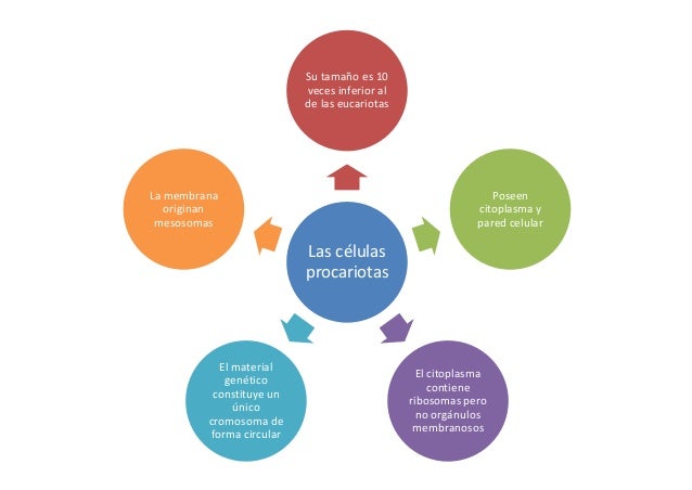 Esquema tema 1 (Biología)