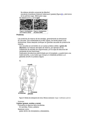 Se obtiene almidón comercial de Manihot
esculenta (mandioca),Solanum tuberosum (patata) (figura 4), y del tronco
de la palmera sago, Metroxylon sagu.
Se detecta al m.o. con Lugol.
Figura 3. Amiloplastos
en el interior celular
Figura 4. Amiloplastos
de patata (SEM)
Proteínas.
Las proteínas de reserva de las semillas, generalmente se almacenan
en vacuolas. Son sintetizadas en el RE rugoso, de donde pasan a los
dictiosomas. Estos después confluyen en grandes vacuolas de proteína de
reserva.
Las vacuolas se convierten en un cuerpo proteico sólido o grano de
aleurona a la madurez del tejido de reserva, por ejemplo en los
cotiledones de semillas de Leguminosas y en la capa de aleurona del
cariópside de las Gramíneas.
Cada grano de aleurona está limitado por el tonoplasto, y puede tener una
matriz amorfa, o una matriz que incluye un cristaloide proteico y un
globoide amorfo no proteico (figura
5)
Figura 5. Células de endosperma de ricino, Ricinus communis. Imagen modificada a partir de
Strasburger.
Lípidos (grasas, aceites y ceras).
Frecuente en algunos tipos de plantas.
En semillas, frutos y pétalos.
Aparecen como:
gotas dentro de cloroplastos y elaioplastos,
 