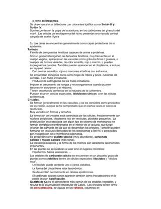 o como esferosomas.
Se observan al m.o. tiñéndolos con colorantes lipófilos como Sudán III y
Sudán IV.
Son frecuentes en la pulpa de la aceituna, en los cotiledones del girasol y del
maní. Las células del endosperma del ricino presentan una vacuola central
cargada de aceite (figura
5). Las ceras se encuentran generalmente como capas protectoras de la
epidermis.
Taninos.
Familia de compuestos fenólicos capaces de unirse a proteínas.
Son un grupo heterogéneo de derivados fenólicos, muy frecuentes en el
cuerpo vegetal, aparecen en las vacuolas como gránulos finos o gruesos, o
cuerpos de formas variadas, de color amarillo, rojo o marrón, o pueden
impregnar las paredes. También pueden aparecer en el citoplasma, e incluso
en la pared celular.
Dan colores amarillos, rojos o marrones al teñirse con safranina.
Se encuentran en tejidos duros como hojas de robles y pinos, cubiertas de
semillas, o en frutos inmaduros:
Producen la astringencia de los frutos inmaduros.
Impiden el crecimiento de hongos y microorganismos cuando ocurren
lesiones en elduramen y el ritidoma.
Tienen importancia comercial en la industria de la curtiembre.
Pueden estar en células especiales, idioblastos tánicos o en las células
epidérmicas.
Cristales.
Se forman generalmente en las vacuolas, y se los considera como productos
de excreción, aunque se ha comprobado que en ciertos casos el calcio es
reutilizado.
Muy variados en formas y tamaños.
La formación de cristales está controlada por las células, frecuentemente con
núcleos poliploides, citoplasma rico en vesículas, plástidos pequeños. La
cristalización está asociada con algún tipo de sistema de membranas: se
forman complejos membranosos en el interior de la vacuola, que luego
originan las cámaras en las que se desarrollan los cristales. También pueden
formarse en vesículas derivadas de los dictiosomas o del RE o producidas
por invaginación de la membrana plasmática.
Se presentan como oxalato cálcico (muy abundante), carbonato
cálcico o malato cálcico (más raros).
La presencia/ausencia y la forma de los mismos son caracteres taxonómicos
importantes.
En las plantas no se localizan al azar sino en lugares concretos:
Hipodermis, haces vasculares, ...
Los cristales de carbonato cálcico se encuentran en un pequeño grupo de
plantas como cistolitos dentro de células especiales: litocistos o “células
roca”.
Un litocisto puede contener uno o varios cistolitos.
La forma del cristal tiene valor taxonómico.
Se desarrollan normalmente en células epidérmicas.
El carbonato cálcico puede aparecer también como incrustaciones en la
pared celular: calcificación.
Oxalato de Ca es el componente más común de los cristales vegetales, y
resulta de la acumulación intracelular de Calcio. Los cristales tienen forma
de arenacristalina, de agujas en los rafidios, columnas en
 