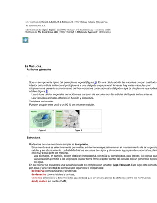 Figura A: Modificada de Darnell, J., Lodish, H. & Baltimore, D. (1988). “Biología Celular y Molecular”, pg.
781. Editorial Labor, S.A.
Figura B: Modificada de Anglada Esquius y col. (1999). “Biología”. 1º de Bachillerato; pg. 115. Editorial EDEBÉ
Modificada de The Mona Group, LLC. (1996). “The Cell 1: A Molecular Approach”, CD Interactivo.
La Vacuola.
Atributos generales
:
Son un componente típico del protoplasto vegetal (figura 1). En una célula adulta las vacuolas ocupan casi todo e
interior de la célula limitando el protoplasma a una delgada capa parietal. A veces hay varias vacuolas y el
citoplasma se presenta como una red de finos cordones conectados a la delgada capa de citoplasma que rodea
núcleo (figura 2).
Las únicas células vegetales conocidas que carecen de vacuolas son las células del tapete en las anteras.
Las vacuolas animales difieren en función y estructura.
Variables en tamaño.
Pueden ocupar entre un 5 y un 90 % del volumen celular.
Figura 1 Figura 2
Estructura.
Rodeadas de una membrana simple: el tonoplasto.
Esta membrana es selectivamente permeable, e interviene especialmente en el mantenimiento de la turgencia
celular y en el crecimiento. La habilidad de las vacuolas de captar y almacenar agua permite crecer a las planta
con muy poca gasto de material.
Los animales, en cambio, deben elaborar protoplasma, con toda su complejidad, para crecer. Se piensa que
vacuolización permitió a los vegetales ocupar tierra firme al poder contar las células con un generoso depósi
de agua.
En su interior se encuentra una sustancia fluida de composición variable: jugo vacuolar. Este jugo está constitui
por agua y una variedad de compuestos orgánicos e inorgánicos:
de reserva como azúcares y proteínas;
de desecho como cristales y taninos;
venenos (alcaloides y determinados glucósidos) que sirven a la planta de defensa contra los herbívoros;
ácido málico en plantas CAM;
 