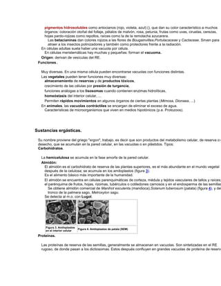 pigmentos hidrosolubles como antocianos (rojo, violeta, azul) (), que dan su color característico a muchos
órganos: coloración otoñal del follaje, pétalos de malvón, rosa, petunia, frutas como uvas, ciruelas, cerezas,
hojas pardo-rojizas como repollos, raíces como la de la remolacha azucarera.
Las betacianinas dan colores rojizos a las flores de Bougainvillea,Portulacaceae y Cactaceae. Sirven para
atraer a los insectos polinizadores y también como protectores frente a la radiación.
En células adultas suela haber una vacuola por célula.
En células meristemáticas hay muchas y pequeñas: forman el vacuoma.
Origen: derivan de vesículas del RE.
Funciones..
Muy diversas. En una misma célula pueden encontrarse vacuolas con funciones distintas.
Las vegetales pueden tener funciones muy diversas:
almacenamiento de reservas y de productos tóxicos,
crecimiento de las células por presión de turgencia,
funciones análogas a los lisosomas cuando contienen enzimas hidrolíticas,
homeóstasis del interior celular, ...
Permiten rápidos movimientos en algunos órganos de ciertas plantas (Mimosa, Dionaea, ...)
En animales, las vacuolas contráctiles se encargan de eliminar el exceso de agua.
Características de microorganismos que viven en medios hipotónicos (p.e. Protozoos).
Sustancias ergásticas.
Su nombre proviene del griego "ergon", trabajo, es decir que son productos del metabolismo celular, de reserva o d
desecho, que se acumulan en la pared celular, en las vacuolas o en plástidos. Tipos:
Carbohidratos.
La hemicelulosa se acumula en la fase amorfa de la pared celular.
Almidón:
El almidón es el carbohidrato de reserva de las plantas superiores, es el más abundante en el mundo vegetal
después de la celulosa; se acumula en los amiloplastos (figura 3).
Es el alimento básico más importante de la humanidad.
El almidón se encuentra en células parenquimáticas de corteza, médula y tejidos vasculares de tallos y raíces;
el parénquima de frutos, hojas, rizomas, tubérculos o cotiledones carnosos y en el endosperma de las semillas
Se obtiene almidón comercial de Manihot esculenta (mandioca),Solanum tuberosum (patata) (figura 4), y del
tronco de la palmera sago, Metroxylon sagu.
Se detecta al m.o. con Lugol.
Figura 3. Amiloplastos
en el interior celular
Figura 4. Amiloplastos de patata (SEM)
Proteínas.
Las proteínas de reserva de las semillas, generalmente se almacenan en vacuolas. Son sintetizadas en el RE
rugoso, de donde pasan a los dictiosomas. Estos después confluyen en grandes vacuolas de proteína de reserva
 