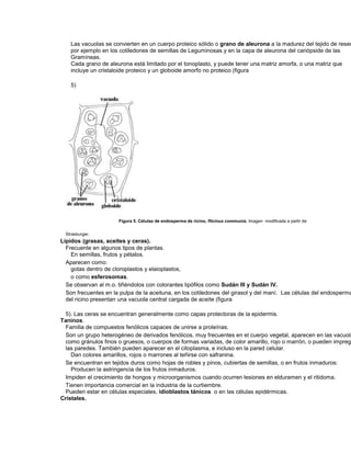 Las vacuolas se convierten en un cuerpo proteico sólido o grano de aleurona a la madurez del tejido de reser
por ejemplo en los cotiledones de semillas de Leguminosas y en la capa de aleurona del cariópside de las
Gramíneas.
Cada grano de aleurona está limitado por el tonoplasto, y puede tener una matriz amorfa, o una matriz que
incluye un cristaloide proteico y un globoide amorfo no proteico (figura
5)
Figura 5. Células de endosperma de ricino, Ricinus communis. Imagen modificada a partir de
Strasburger.
Lípidos (grasas, aceites y ceras).
Frecuente en algunos tipos de plantas.
En semillas, frutos y pétalos.
Aparecen como:
gotas dentro de cloroplastos y elaioplastos,
o como esferosomas.
Se observan al m.o. tiñéndolos con colorantes lipófilos como Sudán III y Sudán IV.
Son frecuentes en la pulpa de la aceituna, en los cotiledones del girasol y del maní. Las células del endosperma
del ricino presentan una vacuola central cargada de aceite (figura
5). Las ceras se encuentran generalmente como capas protectoras de la epidermis.
Taninos.
Familia de compuestos fenólicos capaces de unirse a proteínas.
Son un grupo heterogéneo de derivados fenólicos, muy frecuentes en el cuerpo vegetal, aparecen en las vacuola
como gránulos finos o gruesos, o cuerpos de formas variadas, de color amarillo, rojo o marrón, o pueden impreg
las paredes. También pueden aparecer en el citoplasma, e incluso en la pared celular.
Dan colores amarillos, rojos o marrones al teñirse con safranina.
Se encuentran en tejidos duros como hojas de robles y pinos, cubiertas de semillas, o en frutos inmaduros:
Producen la astringencia de los frutos inmaduros.
Impiden el crecimiento de hongos y microorganismos cuando ocurren lesiones en elduramen y el ritidoma.
Tienen importancia comercial en la industria de la curtiembre.
Pueden estar en células especiales, idioblastos tánicos o en las células epidérmicas.
Cristales.
 