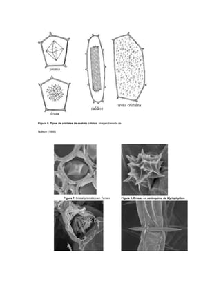 Figura 6. Tipos de cristales de oxalato cálcico. Imagen tomada de
Nultsch (1966)
Figura 7. Cristal prismático en Turnera Figura 8. Drusas en aerénquima de Myriophyllum
 