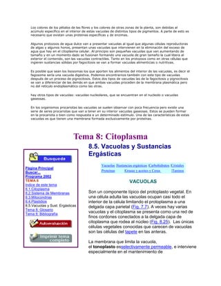 Los colores de los pétalos de las flores y los colores de otras zonas de la planta, son debidas al
acúmulo específico en el interior de estas vacuolas de distintos tipos de pigmentos. A parte de esto es
necesario que existan unas proteinas específicas y de enzimas.
Algunos protozoos de agua dulce van a presentar vacuolas al igual que algunas células reproductoras
de algas y algunos honos, presentan unas vacuolas que intervienen en la eliminación del exceso de
agua que hay en el citoplasma celular. Al principio son pequeñas vacuolas que van aumentando de
tamaño y en un momento dado se fusionan formando una vacuola de gran tamaño la cual libera al
exterior el contenido, son las vacuolas contractiles. Tanto en los protozoos como en otras células que
ingieren sustancias sólidas por fagocitosis se van a formar vacuolas alimenticias o nutritivas.
Es posible que sean los lisosomas los que aporten los alimentos del interior de las vacuolas, es decir el
fagosoma sería una vacuola digestiva. Podemos encontrarnos también con este tipo de vacuolas
después de un proceso de pignocitosis. Estos dos tipos de vacuolas las de la fagocitosis y pignocitosis
se van a diferenciar de las demás en que ambas vacuolas proceden de la membrana plasmática pero
no del retículo endoplasmático como las otras.
hay otros tipos de vacuolas: vacuolas nucleolares, que se encuentran en el nucleolo o vacuolas
gaseosas.
En los organismos procariotas las vacuolas se suelen observar con poca frecuencia pero existe una
serie de seres procariotas que van a tener en su interior vacuolas gaseosas. Estos se pueden formar
en la procariota o bien como respuesta a un determinado estímulo. Una de las características de estas
vacuolas es que tienen una membrana formada exclusivamente por proteínas.
Tema 8: Citoplasma
Página Principal
Buscar...
Programa 2002
TEMA 8
Indice de este tema
8.1.Citoplasma
8.2.Sistema de Membranas
8.3.Mitocondrias
8.4.Plastidios
8.5.Vacuolas y Sust. Ergásticas
Tema 8: Glosario
Tema 8: Bibliografía
8.5. Vacuolas y Sustancias
Ergásticas
Vacuolas |Sustancias ergásticas |Carbohidratos |Cristales
Proteínas |Grasas y aceites y Ceras |Taninos
VACUOLAS
Son un componente típico del protoplasto vegetal. En
una célula adulta las vacuolas ocupan casi todo el
interior de la célula limitando el protoplasma a una
delgada capa parietal (Fig. 7.7). A veces hay varias
vacuolas y el citoplasma se presenta como una red de
finos cordones conectados a la delgada capa de
citoplasma que rodea al núcleo (Fig. 8.25). Las únicas
células vegetales conocidas que carecen de vacuolas
son las células del tapete en las anteras.
La membrana que limita la vacuola,
el tonoplasto esselectivamente permeable, e interviene
especialmente en el mantenimiento de
 