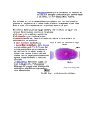 la turgencia celular y en el crecimiento. La habilidad de
las vacuolas de captar y almacenar agua permite crecer
a las plantas, con muy poca gasto de material.
Los animales, en cambio, deben elaborar protoplasma, con toda su complejidad,
para crecer. Se piensa que la vacuolización permitió a los vegetales ocupar tierra
firme al poder contar las células con un generoso depósito de agua.
El contenido de la vacuola es el jugo celular y está constituido por agua y una
variedad de compuestos orgánicos e inorgánicos:
a) de reserva como azúcares y proteínas;
b) de desecho como cristales y taninos;
c) venenos (alcaloides y determinados glucósidos) que sirven a la planta de
defensa contra los herbívoros;
d) ácido málico en plantas CAM;
e) pigmentos hidrosolubles como antocia
nos(rojo, violeta, azul) (Fig. 8.25), que dan
su color característico a muchos órganos:
coloración otoñal del follaje, pétalos de
malvón, rosa, petunia, frutas como uvas,
ciruelas, cerezas, hojas pardo-rojizas como
repollos, raíces como la de la remolacha
azucarera.
Las betacianinas dan colores rojizos a las
flores deBougainvillea, Portulacaceae y
Cactaceae. Sirvenpara atraer a los insectos
polinizadores y también como protectores
frente a la radiación.
Fig. 8.25. Célula con antocianos en el jugo
celular
Imagen tomada de Berg (1997)
Fig.8.26. Origen y función de vacuolas autofágicas
 
