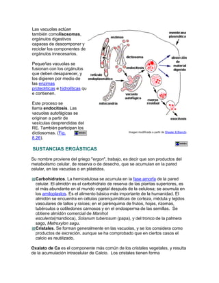 Las vacuolas actúan
también comolisosomas,
orgánulos digestivos
capaces de descomponer y
reciclar los componentes de
orgánulos innecesarios.
Pequeñas vacuolas se
fusionan con los orgánulos
que deben desaparecer, y
los digieren por medio de
las enzimas
proteolíticas e hidrolíticas qu
e contienen.
Este proceso se
llama endocitosis. Las
vacuolas autofágicas se
originan a partir de
vesículas desprendidas del
RE. También participan los
dictiosomas. (Fig.
8.26).
Imagen modificada a partir de Sheeler & Bianchi.
SUSTANCIAS ERGÁSTICAS
Su nombre proviene del griego "ergon", trabajo, es decir que son productos del
metabolismo celular, de reserva o de desecho, que se acumulan en la pared
celular, en las vacuolas o en plástidos.
Carbohidratos. La hemicelulosa se acumula en la fase amorfa de la pared
celular. El almidón es el carbohidrato de reserva de las plantas superiores, es
el más abundante en el mundo vegetal después de la celulosa; se acumula en
los amiloplastos. Es el alimento básico más importante de la humanidad. El
almidón se encuentra en células parenquimáticas de corteza, médula y tejidos
vasculares de tallos y raíces; en el parénquima de frutos, hojas, rizomas,
tubérculos o cotiledones carnosos y en el endosperma de las semillas. Se
obtiene almidón comercial de Manihot
esculenta(mandioca), Solanum tuberosum (papa), y del tronco de la palmera
sago, Metroxylon sagu.
Cristales. Se forman generalmente en las vacuolas, y se los considera como
productos de excreción, aunque se ha comprobado que en ciertos casos el
calcio es reutilizado.
Oxalato de Ca es el componente más común de los cristales vegetales, y resulta
de la acumulación intracelular de Calcio. Los cristales tienen forma
 