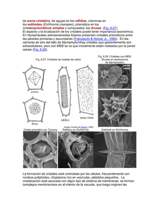 de arena cristalina, de agujas en los rafidios, columnas en
los estiloides (Eichhornia crassipes), prismática en los
cristalesprismáticos simples o compuestos: las drusas (Fig. 8.27).
El aspecto y la localización de los cristales puede tener importancia taxonómica.
En Nymphaealas astroesclereidas foliares presentan cristales prismáticos entre
las paredes primarias y secundarias (Franceschi & Horner Jr., 1980). En las
cámaras de aire del tallo de Myriophyllumhay cristales que aparentemente son
extracelulares, pero con MEB se ve que inicialmente están rodeados por la pared
celular (Fig. 8.28).
Fig. 8.27. Cristales de oxalato de calcio
Fig. 8.28. Cristales con MEB
Drusas en aerénquima
de Myriophyllum
Imagen tomada de Nultsch (1966)
Cristal prismático en Turnera Rafidios en Eichhornia Estiloide en Eichhornia
La formación de cristales está controlada por las células, frecuentemente con
núcleos poliploides, citoplasma rico en vesículas, plástidos pequeños. La
cristalización está asociada con algún tipo de sistema de membranas: se forman
complejos membranosos en el interior de la vacuola, que luego originan las
 