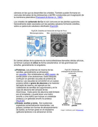 cámaras en las que se desarrollan los cristales. También pueden formarse en
vesículas derivadas de los dictiosomas o del RE o producidas por invaginación de
la membrana plasmática (Franceschi & Horner Jr., 1980).
Los cristales de carbonato de Ca no son comunes en las plantas superiores.
Generalmente están asociados con las paredes celulares formando cistolitos,
sobre un pedúnculo celulósico silicificado (Fig.8.29).
Fig.8.29, Cistolitos en transcorte de hoja de Ficus
Microscopía óptica Micr. electrónica de barrido (MEB)
En ciertas células de la epidermis de monocotiledóneas llamadas células silícicas,
se forman cuerpos de sílice de forma característica: en las gramíneas son
amorfos, generalmente no angulares.
Proteínas. Las proteínas de reserva de las
semillas, generalmente se almacenan
en vacuolas. Son sintetizadas en elRE rugoso, de
donde pasan a los dictiosomas. Estos después
confluyen en grandes vacuolas de proteína de
reserva. Las vacuolas se convierten en un cuerpo
proteico sólido o grano de aleurona a la madurez
del tejido de reserva, por ejemplo en los
cotiledones de semillas de Leguminosas y en la
capa de aleurona del cariopse de las
Gramíneas. Cada grano de aleurona está limitado
por el tonoplasto, y puede tener una matriz
amorfa, o una matriz que incluye un cristaloide
proteico y un globoide amorfo no proteico
(Fig.8.30).
Grasas, aceites y ceras. Son sustancias
ergásticas comercialmente importantes. Las
grasas y aceites son formas de almacenamiento
de lípidos; se forman gotas en el citoplasma
(glóbulos lipídicos) o se almacenan en los
Fig.8.30. Células de
endosperma de ricino,Ricinus
communis
Imagen modificada a partir deStrasburger.
 