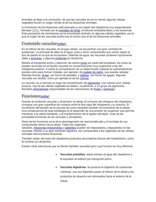 animales se llegó a la conclusión, de que las vacuolas de por lo menos algunas células
vegetales tenían un origen similar al de los lisosomas animales.
La formación de los lisosomas está asociado a una región del citoplasma muy especializada
llamada GERL, formado por el complejo de Golgi, el retículo endoplasmático y los lisosomas.
Esta asociación de membranas se ha encontrado también en algunas células vegetales, por lo
que el origen de las vacuolas podría ser el mismo que el de los lisosomas animales.
Contenido vacuolar[editar]
En el interior de las vacuolas, en el jugo celular, se encuentran una gran cantidad de
sustancias. La principal de ellas es el agua, junto a otros componentes que varían según el
tipo de planta en la que se encuentren. Además de agua, las vacuolas contienen típicamente
sales y azúcares, y algunas proteínas en disolución.
Debido al transporte activo y retención de ciertos iones por parte del tonoplasto, los iones se
pueden acumular en el líquido vacuolar en concentraciones muy superiores a las del
citoplasma exterior. A veces la concentración de un determinado material es suficientemente
grande como para formar cristales, por ejemplo, de oxalato de calcio, que pueden adoptar
distintas formas: drusa, con forma de estrellas, y rafidios, con forma de agujas. Algunas
vacuolas son ácidas, como por ejemplo la de los cítricos.
La vacuola, es a menudo un lugar de concentración de pigmentos. Los colores azul, violeta,
púrpura, rojo de las células vegetales se deben, usualmente, a un grupo de pigmentos
llamados antocianinas (responsables de las coloraciones de frutas y verduras).
Funciones[editar]
Gracias al contenido vacuolar y al tamaño, la célula, el consumo de nitrógeno del citoplasma,
consigue una gran superficie de contacto entre la fina capa del citoplasma y su entorno. El
incremento del tamaño de la vacuola da como resultado también el incremento de la célula.
Una consecuencia de esta estrategia es el desarrollo de una presión de turgencia, que permite
mantener a la célula hidratada, y el mantenimiento de la rigidez del tejido, unas de las
principales funciones de las vacuolas y cloroplasto.
Otras de las funciones es la de la desintegración de macromoléculas y el reciclaje de sus
componentes dentro de la célula. Todos los orgánulos
celulares, ribosomas,mitocondrias y plastidios pueden ser depositados y degradados en las
vacuolas. Debido a su gran actividad digestiva, son comparadas a los orgánulos de las células
animales denominados lisosomas.
También aíslan del resto del citoplasma productos secundarios tóxicos del metabolismo, como
la nicotina (un alcaloide).
Existen otras estructuras que se llaman también vacuolas pero cuya función es muy diferente:
 Vacuolas pulsátiles: éstas extraen el agua del citoplasma y
la expulsan al exterior por transporte activo.
 Vacuolas digestivas: se produce la digestión de sustancias
nutritivas, una vez digeridas pasan al interior de la célula y los
productos de desecho son eliminados hacia el exterior de la
célula.
 