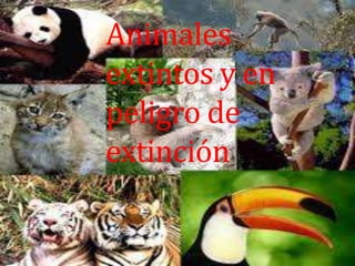 Animales
extintos y en
peligro de
extinción
 