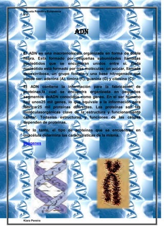 Escuela Primitiva Echeverría
8ºA
Kiara Pereira
El ADN es una macromolécula organizada en forma de doble
hebra. Está formado por pequeñas subunidades llamadas
nucleótidos que se encuentran unidos entre sí. Cada
nucleótido está formado por tres moléculas: un azúcar, llamada
desoxirribosa, un grupo fosfato y una base nitrogenada que
puede ser: adenina (A), timina (T), guanina (G) y citosina (C).
El ADN contiene la información para la fabricación de
proteínas,la cual se encuentra organizada en pequeños
segmentos deADN conocidos como genes. En el ser humano
hay unos25 mil genes, lo que equivale a la información para
fabricar25 mil proteínas diferentes. Las proteínas son las
moléculasorgánicas clave de la estructura y funcionamiento
celular. Todaslas estructuras y funciones de las células
dependen de proteínas.
Por lo tanto, el tipo de proteínas que se encuentran en
unacélula determina las características de la misma.
Imágenes
ADN