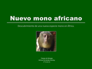 Descubrimiento de una nueva especie mono en África.




                     Trabajo de Biología
                  Ainhoa Fernández Elorduy
                         4º E.S.O. A
 