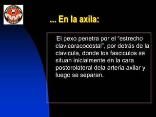 ... En la axila:
El pexo penetra por el “estrecho
clavicoracocostal”, por detrás de la
clavicula, donde los fasciculos se
situan inicialmente en la cara
posterolateral dela arteria axilar y
luego se separan.
 
