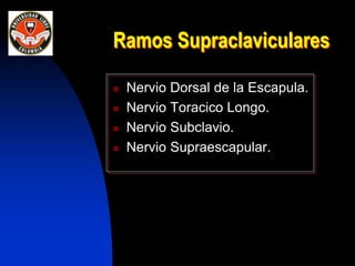 Ramos Supraclaviculares
 Nervio Dorsal de la Escapula.
 Nervio Toracico Longo.
 Nervio Subclavio.
 Nervio Supraescapular.
 
