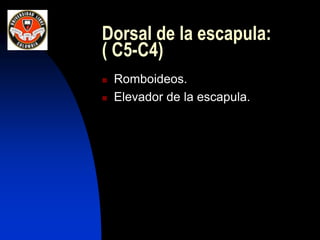 Dorsal de la escapula:
( C5-C4)
 Romboideos.
 Elevador de la escapula.
 