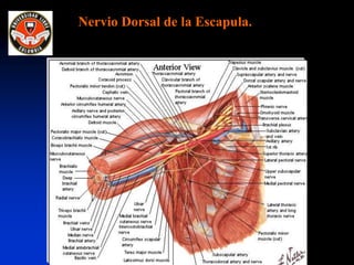 Nervio Dorsal de la Escapula.
 