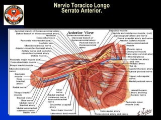 Nervio Toracico Longo
Serrato Anterior.
 