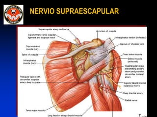 NERVIO SUPRAESCAPULAR
 