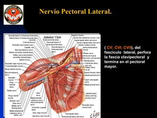  ( CV; CVI; CVII), del
fasciculo lateral, perfora
la fascia clavipectoral y
termina en el pectoral
mayor.
Nervio Pectoral Lateral.
 