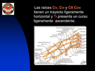 Las raíces Cv, CVI y CII CVIII
tienen un trayecto ligeramente
horizontal y TI presenta un curso
ligeramente ascendente.
 
