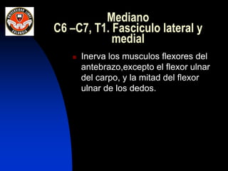 Mediano
C6 –C7, T1. Fasciculo lateral y
medial
 Inerva los musculos flexores del
antebrazo,excepto el flexor ulnar
del carpo, y la mitad del flexor
ulnar de los dedos.
 