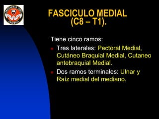FASCICULO MEDIAL
(C8 – T1).
Tiene cinco ramos:
 Tres laterales: Pectoral Medial,
Cutáneo Braquial Medial, Cutaneo
antebraquial Medial.
 Dos ramos terminales: Ulnar y
Raíz medial del mediano.
 