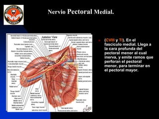  (CVIII y TI). En el
fasciculo medial. Llega a
la cara profunda del
pectoral menor al cual
inerva, y emite ramos que
perforan el pectoral
menor, para terminar en
el pectoral mayor.
Nervio Pectoral Medial.
 