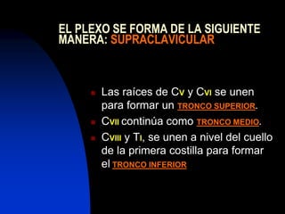 EL PLEXO SE FORMA DE LA SIGUIENTE
MANERA: SUPRACLAVICULAR
 Las raíces de CV y CVI se unen
para formar un TRONCO SUPERIOR.
 CVII continúa como TRONCO MEDIO.
 CVIII y TI, se unen a nivel del cuello
de la primera costilla para formar
el TRONCO INFERIOR
 