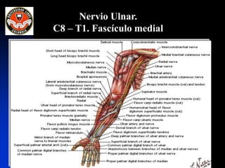 Nervio Ulnar.
C8 – T1. Fascículo medial
 
