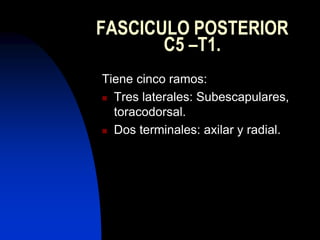 FASCICULO POSTERIOR
C5 –T1.
Tiene cinco ramos:
 Tres laterales: Subescapulares,
toracodorsal.
 Dos terminales: axilar y radial.
 