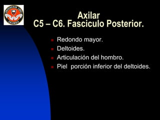 Axilar
C5 – C6. Fasciculo Posterior.
 Redondo mayor.
 Deltoides.
 Articulación del hombro.
 Piel porción inferior del deltoides.
 